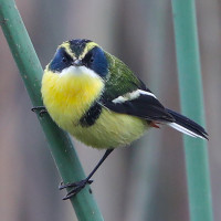 Many-colored Rush Tyrant